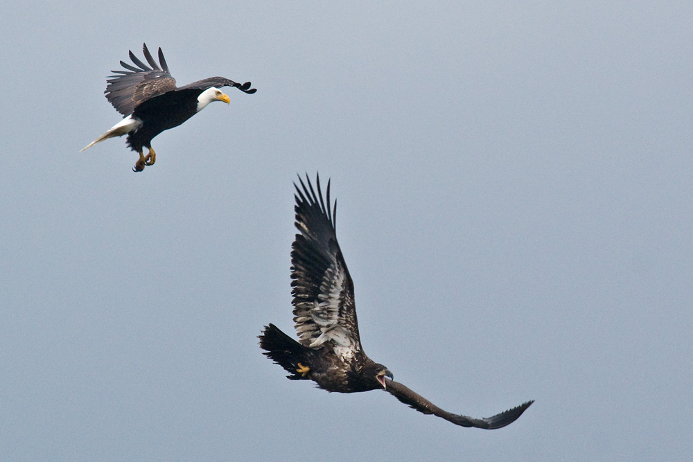 Click to see a larger image. Adult and Juvenile Bald Eagles playing